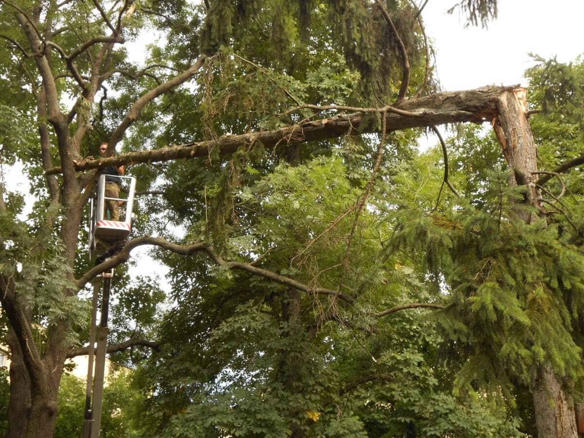 odklízení spadlých stromů